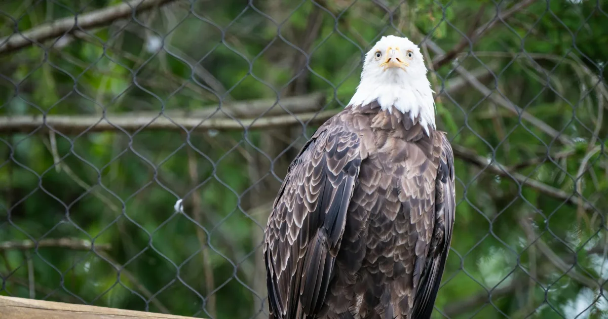 Downtown Eagle, NE, NE