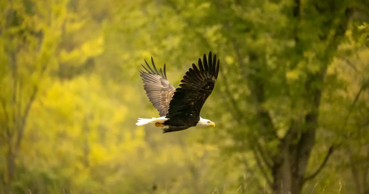 Downtown Eagle River, WI, WI