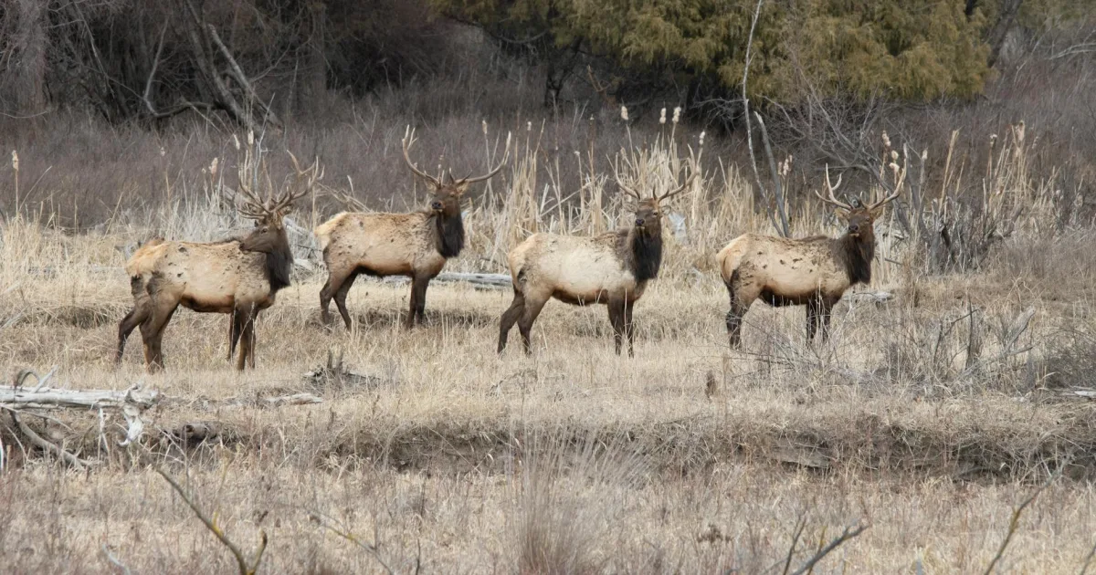 Downtown Elk Grove, IL, IL