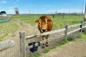 Downtown Farmington, UT, UT