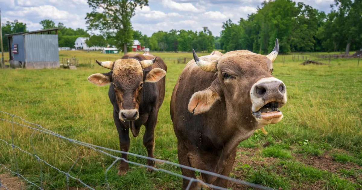 Downtown Farmville, VA, VA