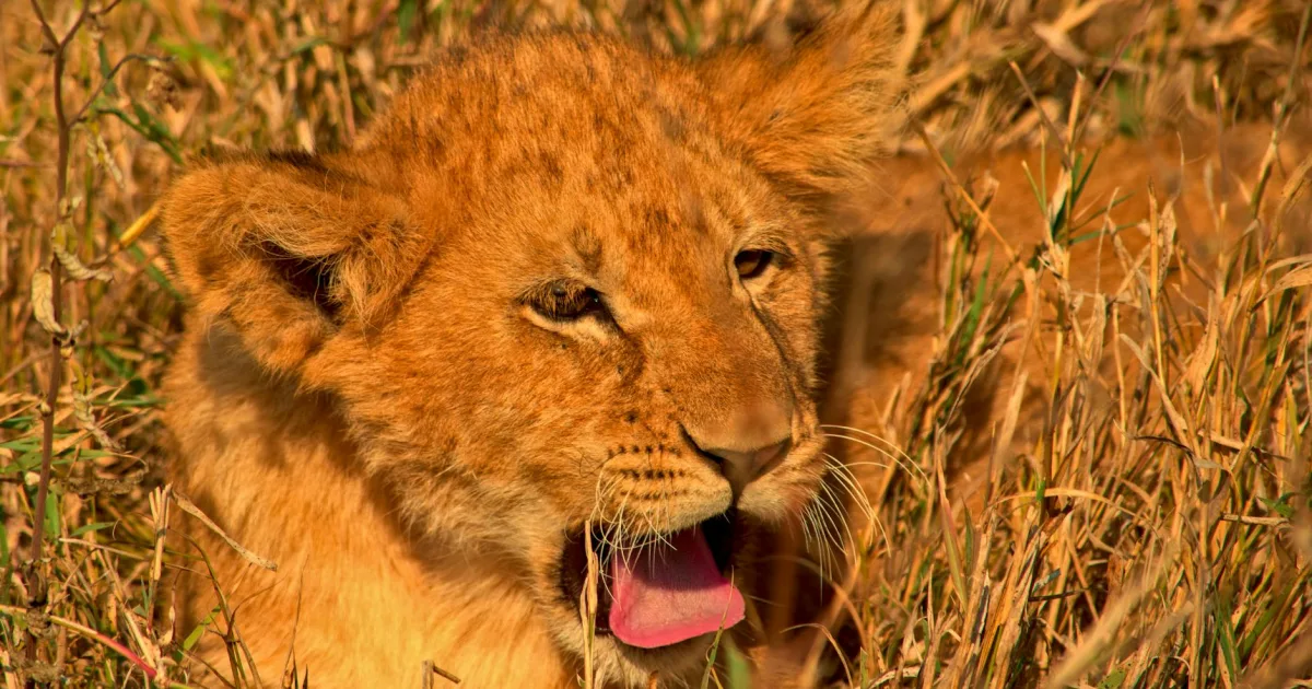 Downtown Felida, WA, WA