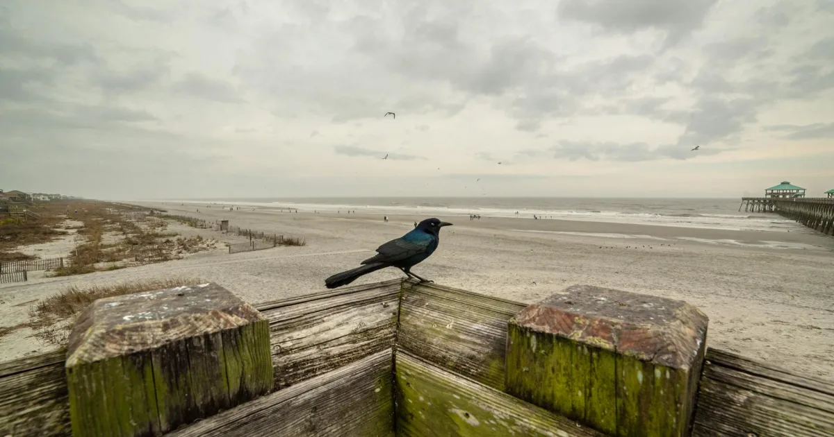 Downtown Folly Beach, SC, SC