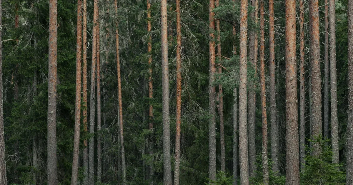 Downtown Forest, MS, MS