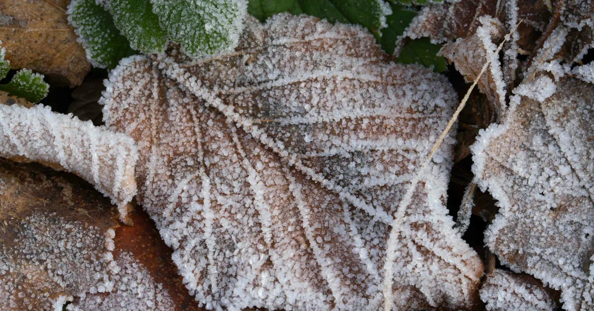 Downtown Frostproof, FL, FL