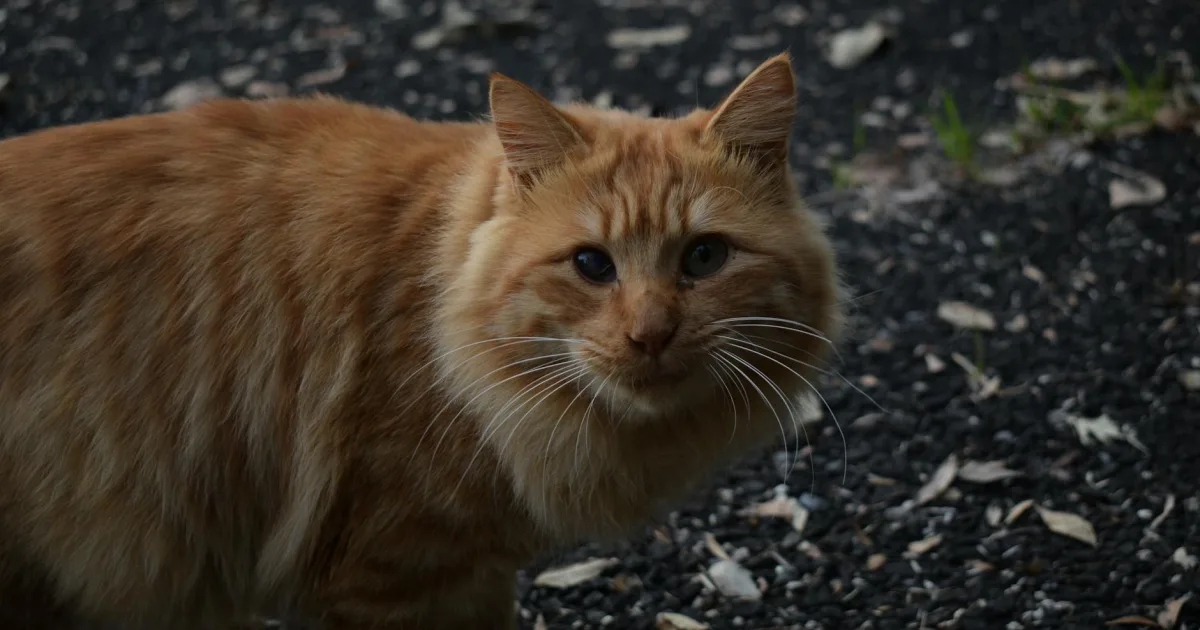 Downtown Garfield, NJ, NJ