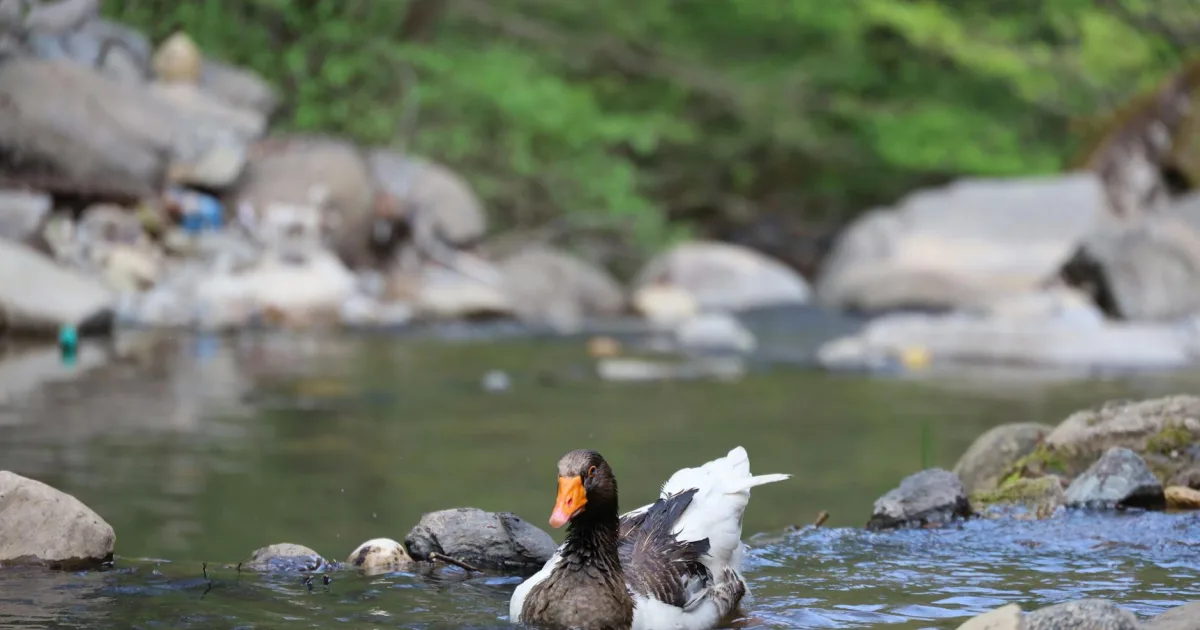 Downtown Goose Creek, SC, SC