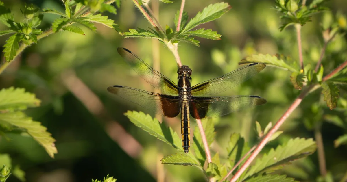 Downtown Goshen, IN, IN