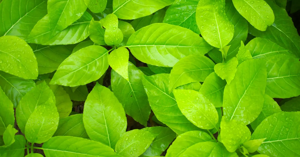 Downtown Green Bay, WI, WI