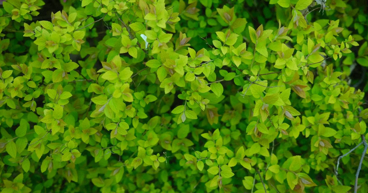 Downtown Greenbush, ME, ME