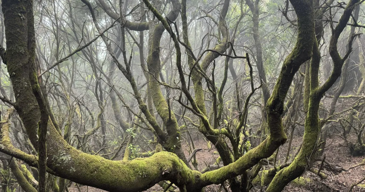 Downtown Greenwood, LA, LA