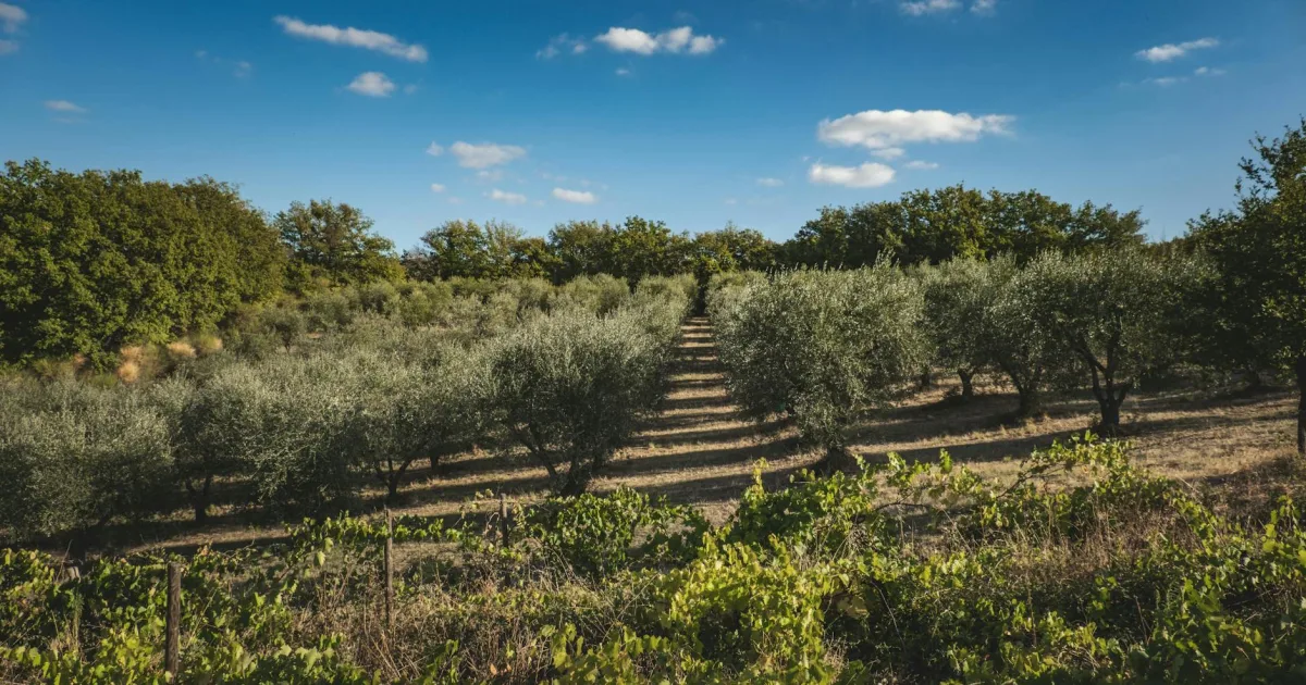Downtown Grove, OK, OK