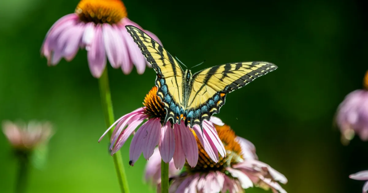 Downtown Harding, NJ, NJ