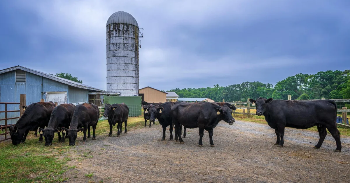 Downtown Harrisburg, NC, NC