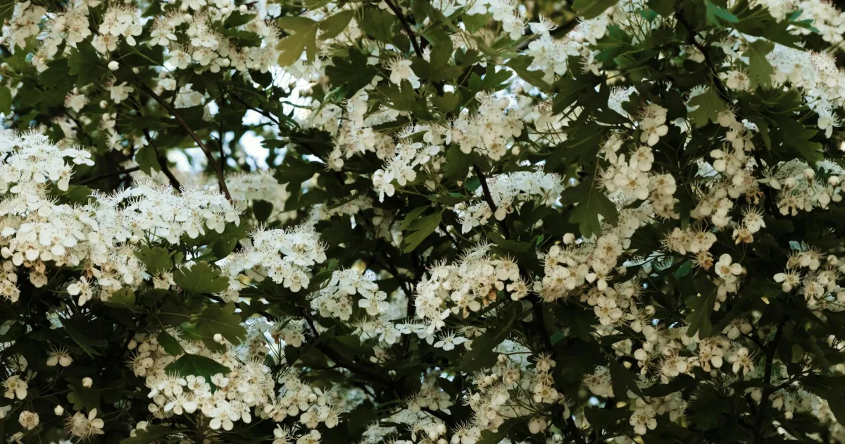 Downtown Hawthorne, WI, WI