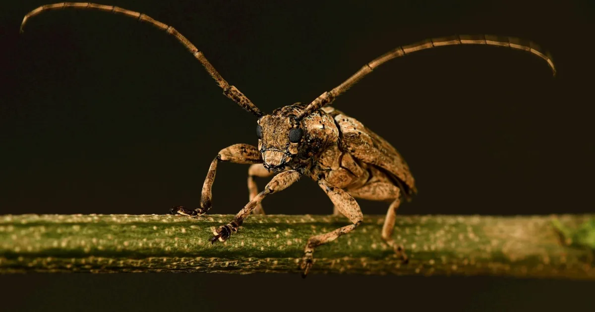 Downtown Helotes, TX, TX