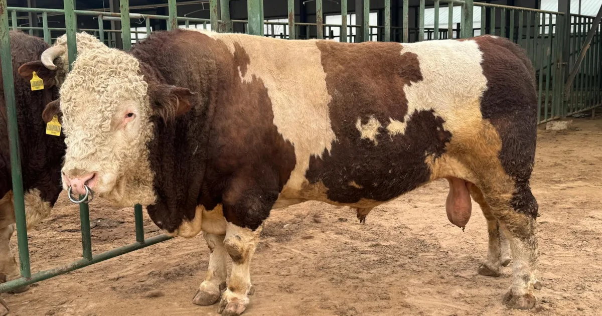 Downtown Hereford, TX, TX