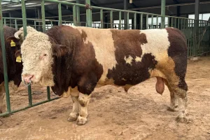 Downtown Hereford, TX, TX