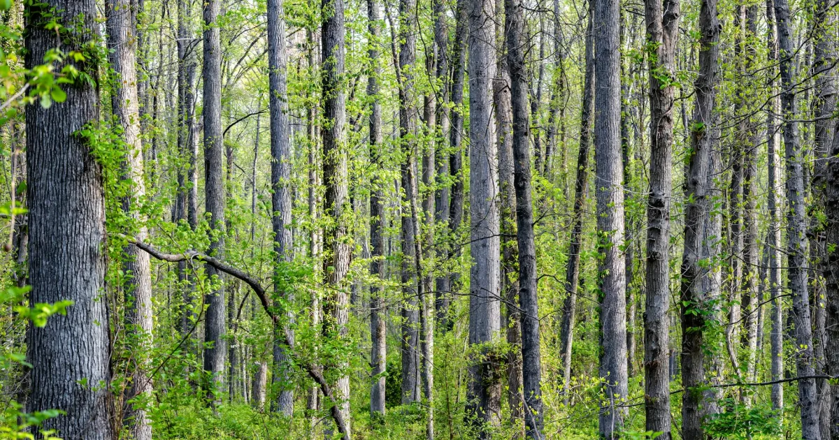 Downtown Huntingdon Forest, TN, TN