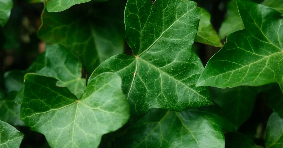 Downtown Ivins, UT, UT