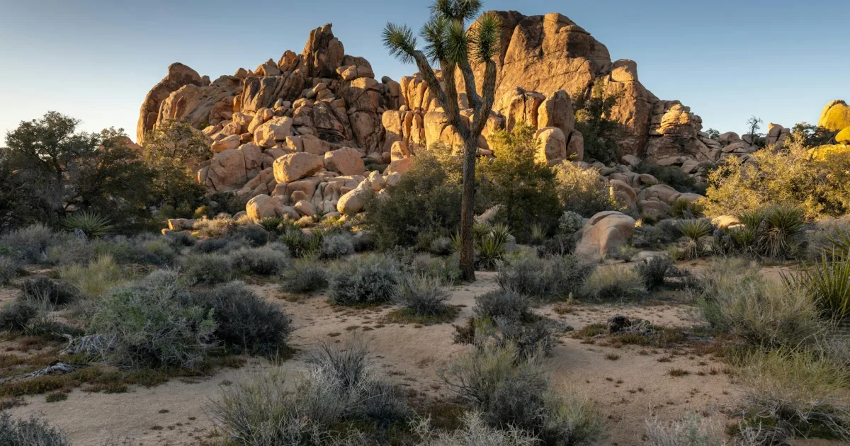 Downtown Joshua Tree, CA, CA