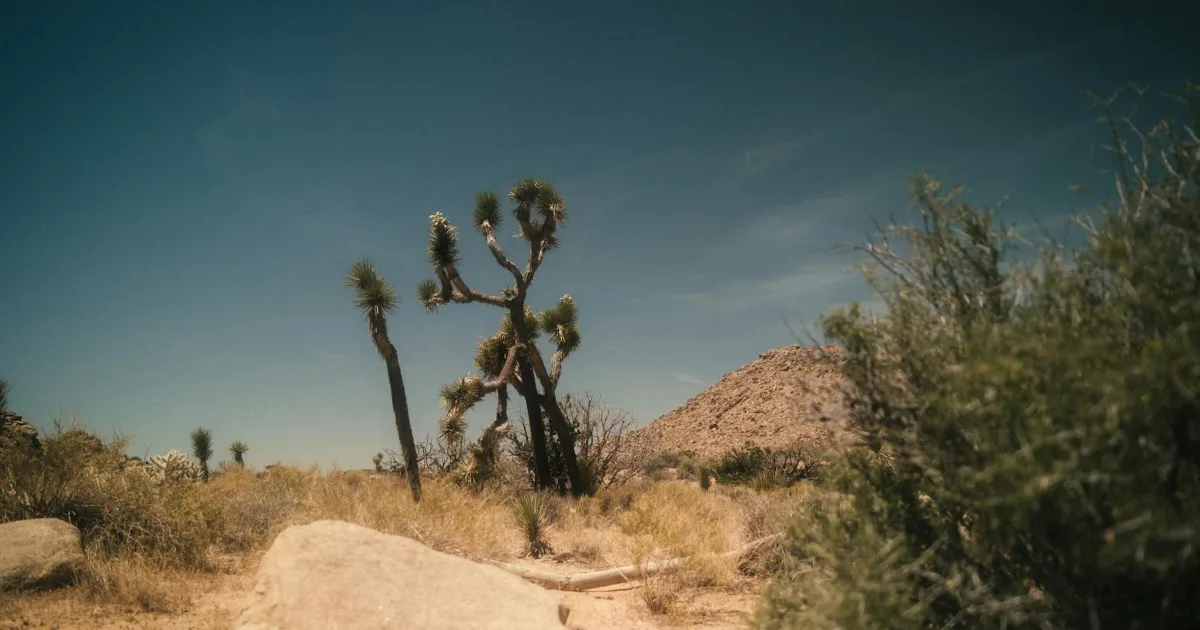 Downtown Joshua, TX, TX