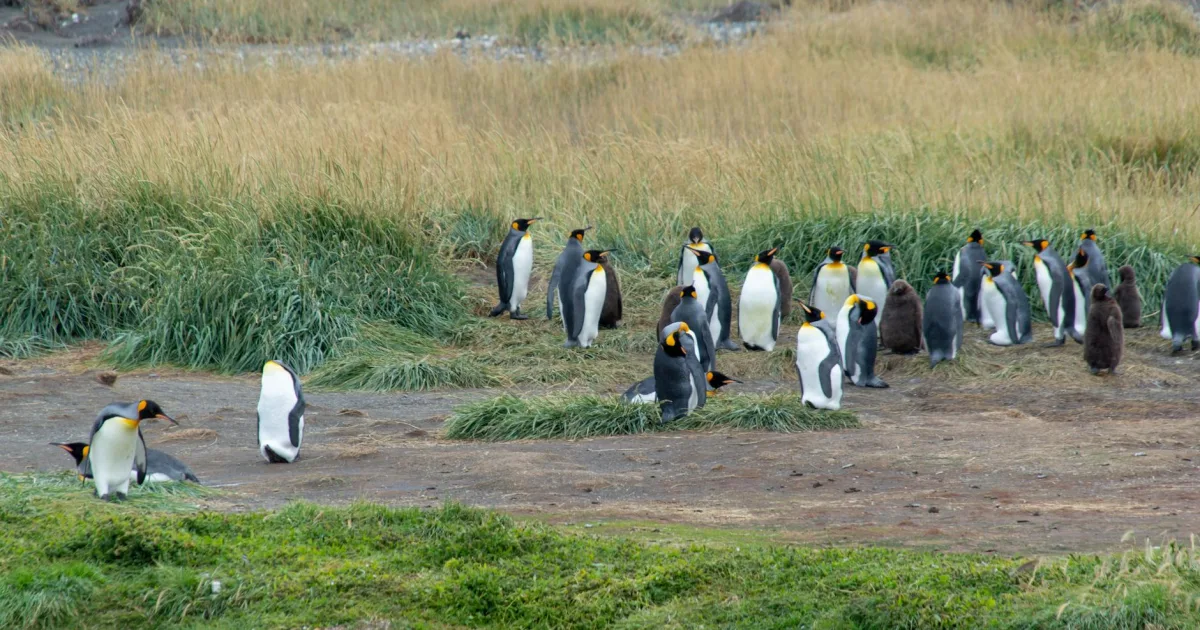 Downtown King Cove, AK, AK