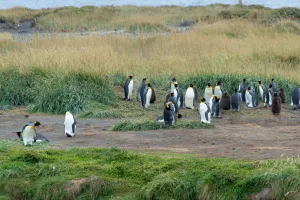 Downtown King Cove, AK, AK