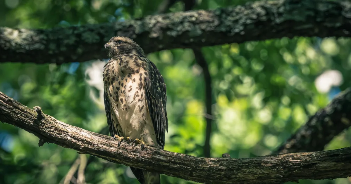 Downtown Kitty Hawk, NC, NC