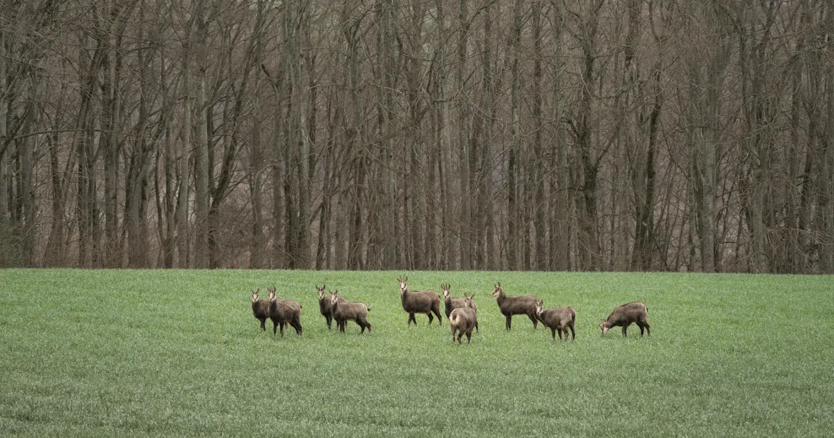 Downtown Lame Deer, MT, MT