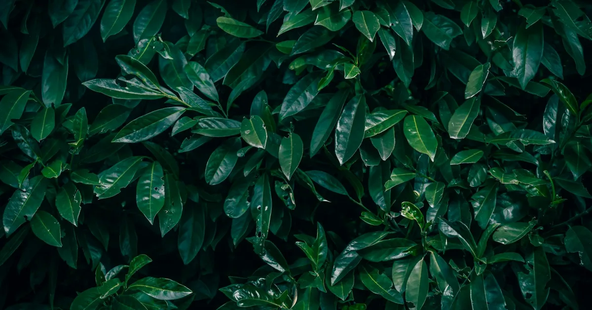 Downtown Laurel, MD, MD