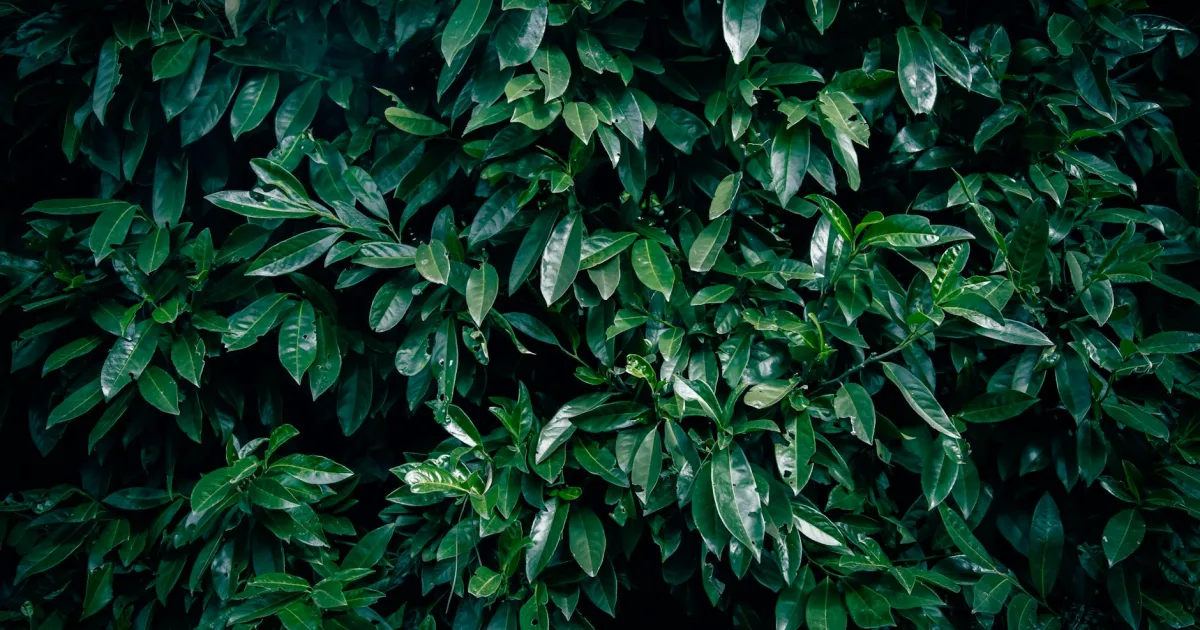 Downtown Laurel, MT, MT