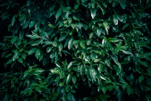 Downtown Laurel, MT, MT