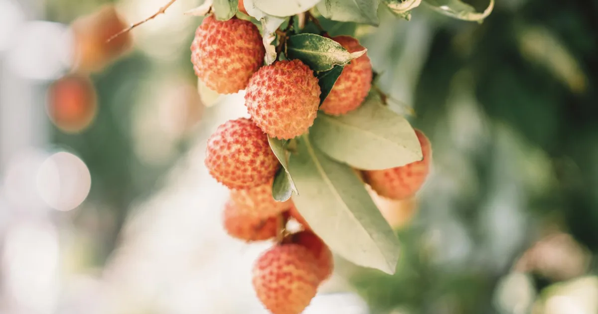 Downtown LeChee, AZ, AZ