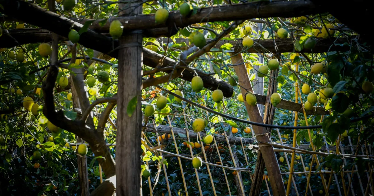 Downtown Lemon Grove, CA, CA