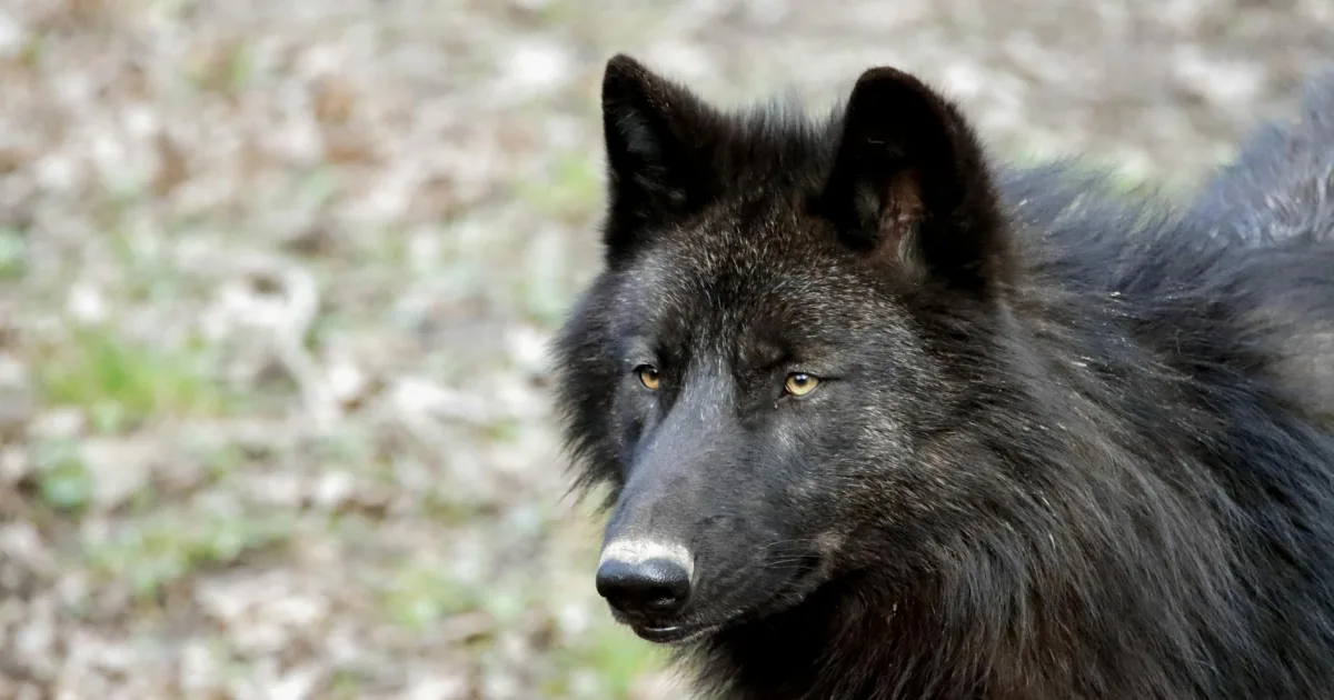 Downtown Ligonier, IN, IN