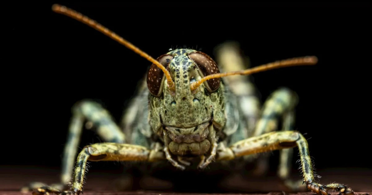 Downtown Locust, NC, NC