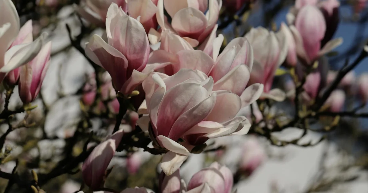 Downtown Magnolia, MS, MS