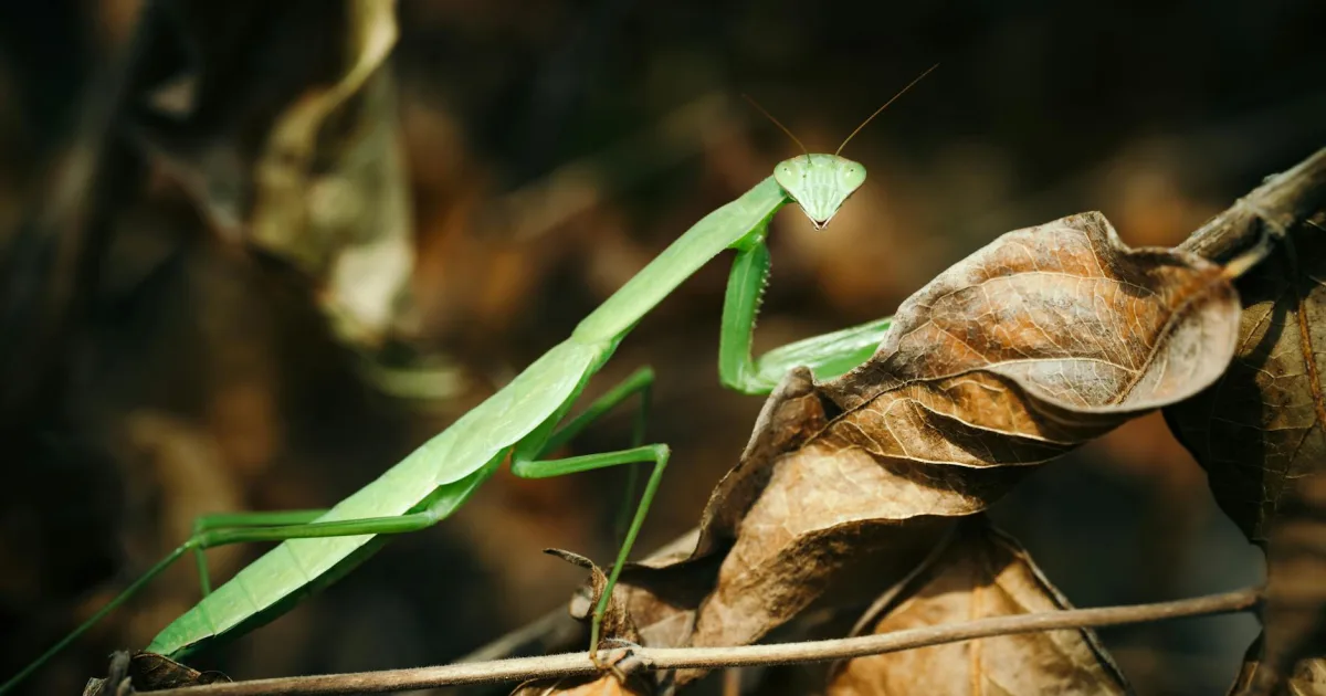 Downtown Manti, UT, UT