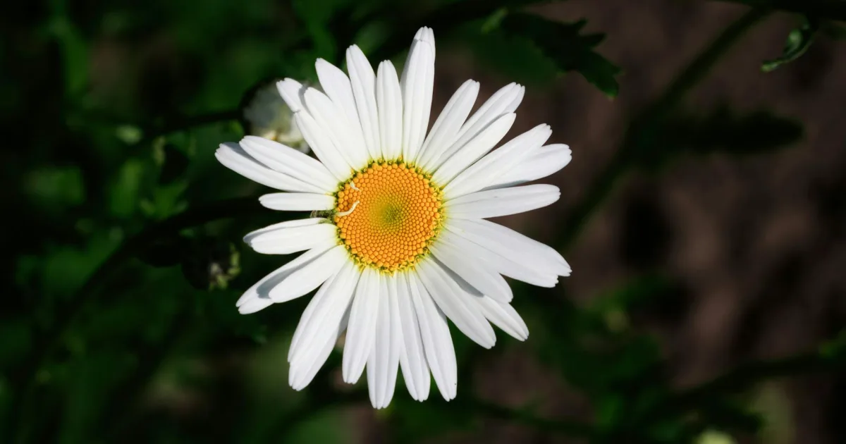 Downtown Margaret, AL, AL