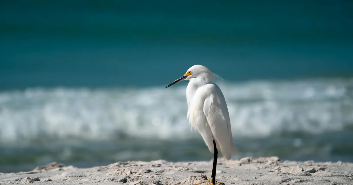 Downtown Miramar Beach, FL, FL