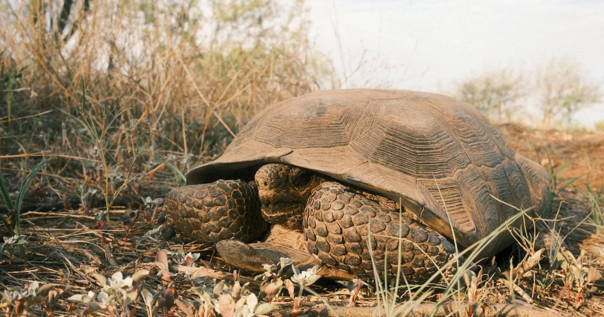 Downtown Mojave, CA, CA