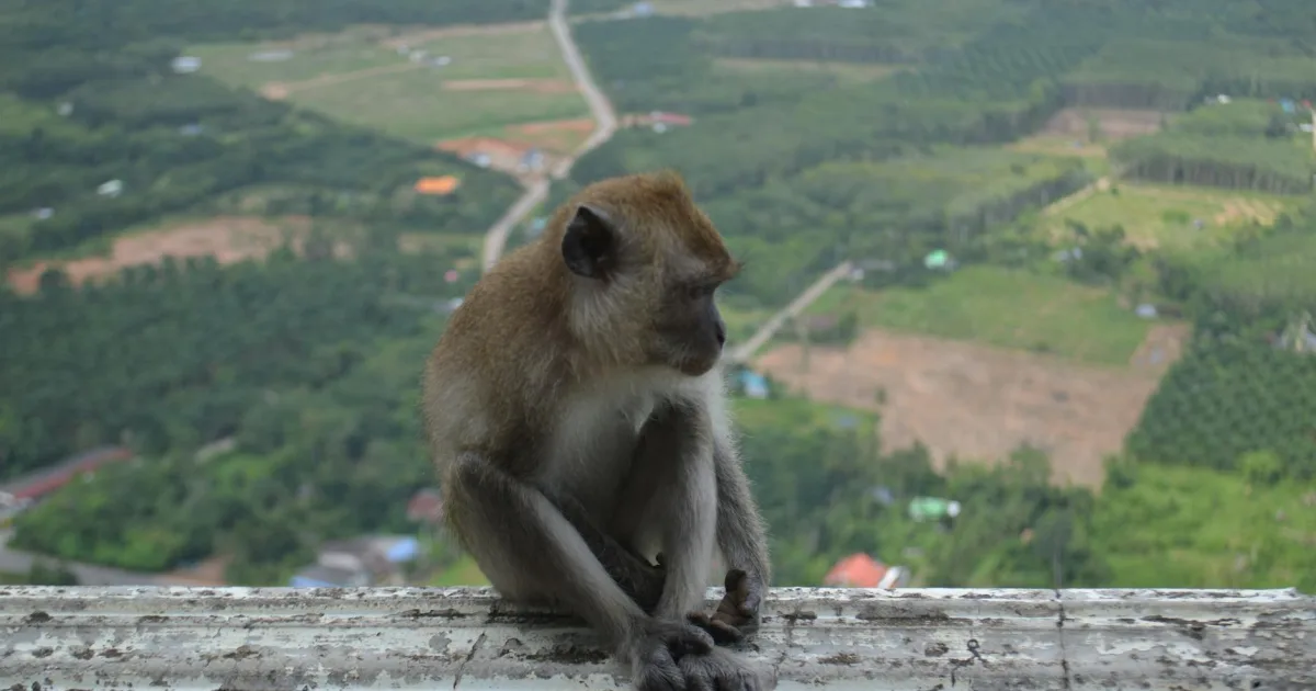 Downtown Mono Vista, CA, CA