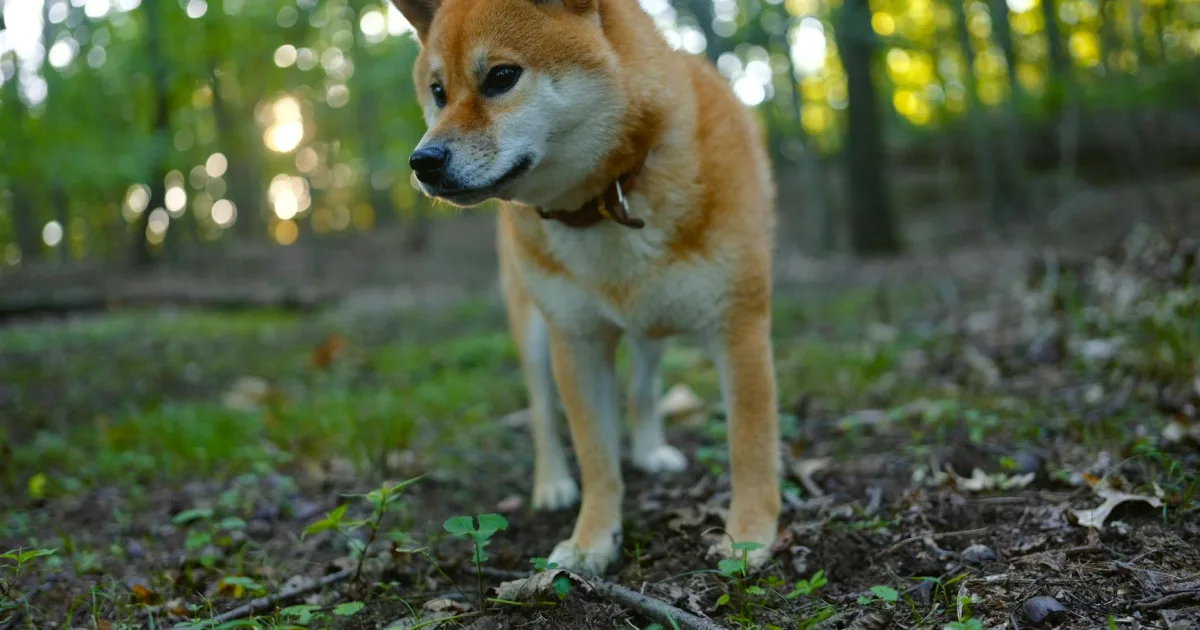 Downtown Mount Carmel, PA, PA