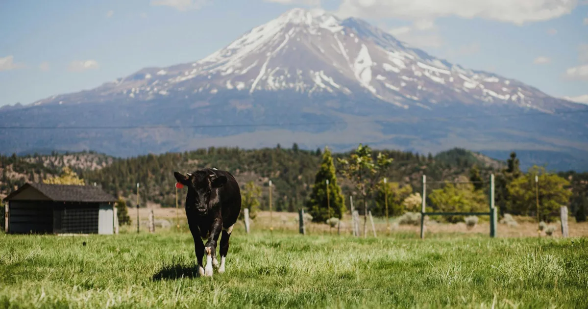 Downtown Mount Shasta, CA, CA
