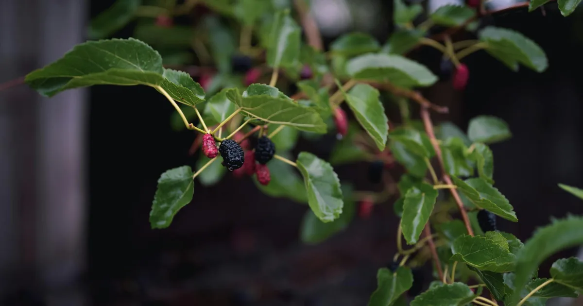 Downtown Mulberry, AR, AR