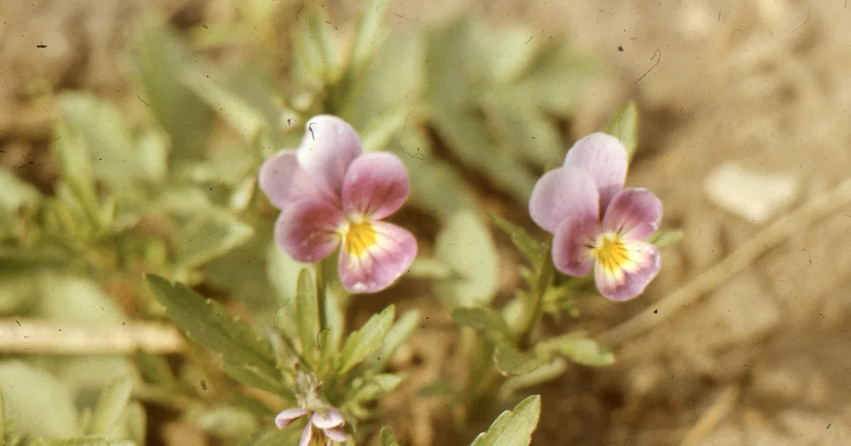 Downtown Muscoy, CA, CA