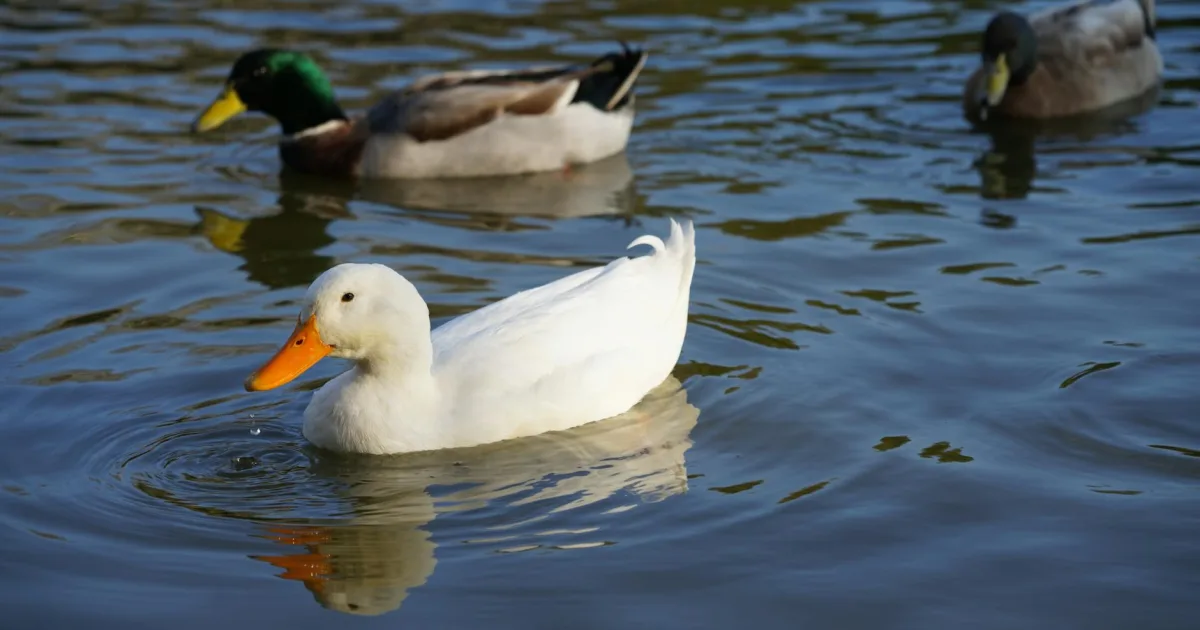 Downtown New Pekin, IN, IN