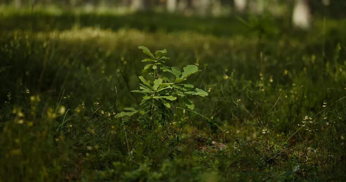 Downtown Oak Forest, IL, IL