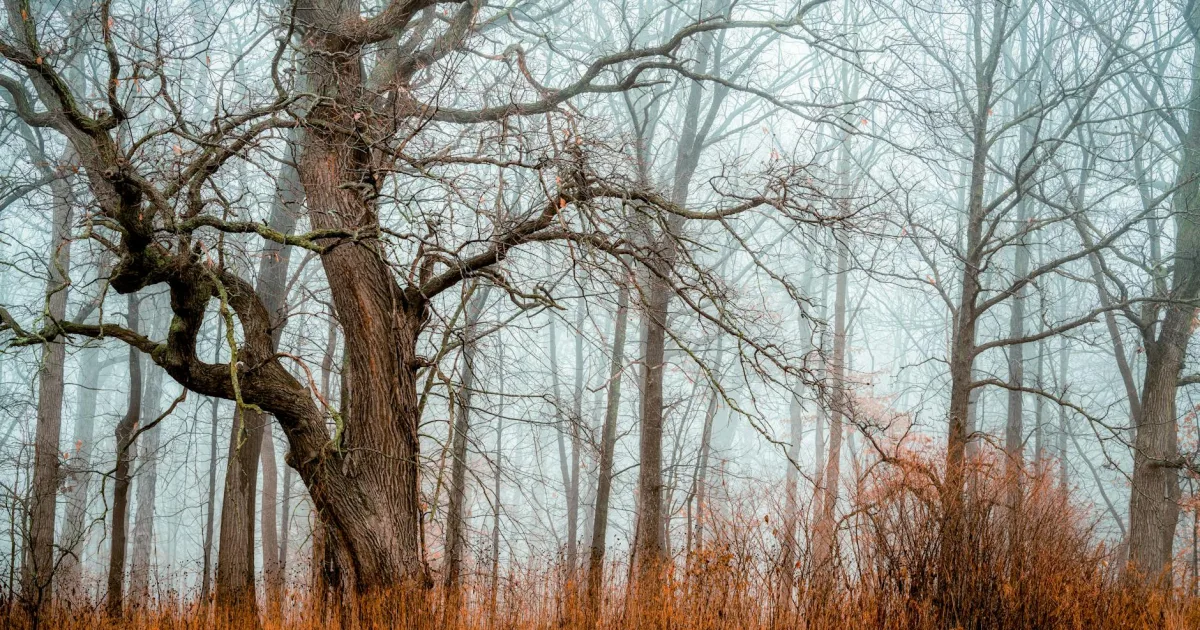 Downtown Oak Grove, KY, KY